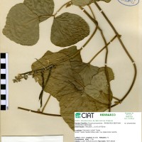 17290 herbarium