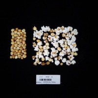 Popped and not popped comparison labeled.jpg