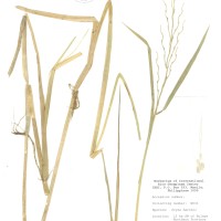 IRGC 86481 Herbarium