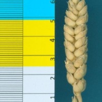 CWI52920_52646_18.jpg
