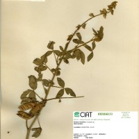 17638 herbarium