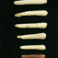 CIMMYTMA 19372 TLAX 194 TC24U-2903-171 C.jpg