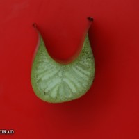 6.3.3 - Petiole canal leaf III