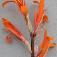 CIP 206011 (flower).JPG