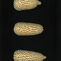 CIMMYTMA 24637 VERA 602 BA22U-2903-32 E1.jpg