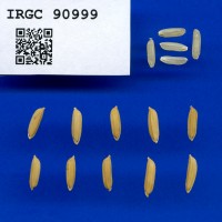 IRGC 90999 Seed Photo
