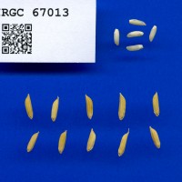 IRGC 67013 Seed Photo