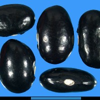 G50007 seed.jpg