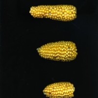 CIMMYTMA 2232 MEXI 3 TC24U-2903-69 E1.jpg