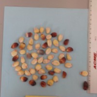 CIMMYTMA 24922 - Reference Inventory.jpg