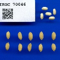 IRGC 70046 Seed Photo
