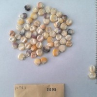 CIMMYTMA 1095 - Reference Inventory.jpg