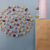 CIMMYTMA 7948 - Reference inventory.jpg