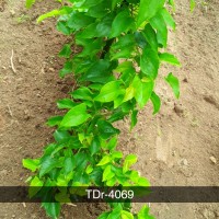 TDr-4069.jpg
