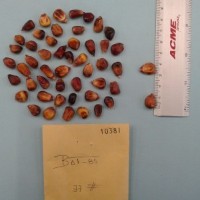 CIMMYTMA 10381 - Reference Inventory.jpg