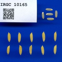 IRGC 10165 Seed Photo