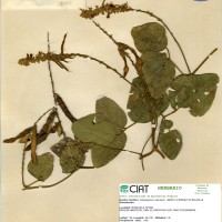 18090 herbarium