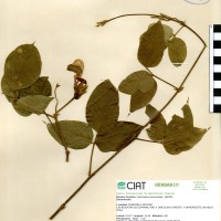 15864 herbarium