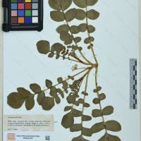 CIP 761825 herbarium