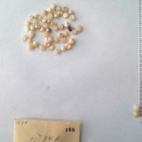 CIMMYTMA 168 - Reference Inventory.jpg