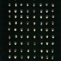 CIMMYTMA 27781 GUAT 1370 TC22U-2903-91 K.jpg