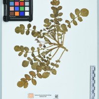 OCH 8611 CIP 761129_200088.JPG