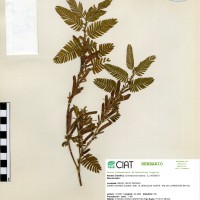 9752 herbarium
