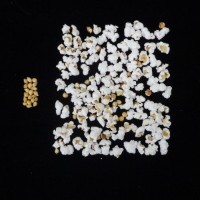 Popped and not popped comparison.jpg