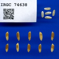 IRGC 74638 Seed Photo