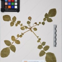 CIP 761455_OCH 12093_02.jpg