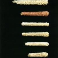 CIMMYTMA 26899 TLAX 350 TC24U-2903-71 C.jpg