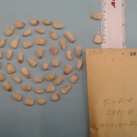 CIMMYTMA 5911 - Reference Inventory.jpg