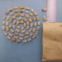 CIMMYTMA 8091 - Reference inventory.jpg