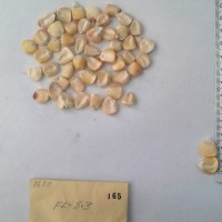 CIMMYTMA 165 - Reference Inventory.jpg