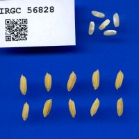 IRGC 56828 Seed Photo