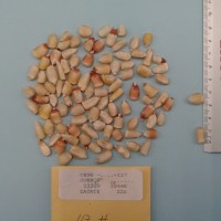 CIMMYTMA 23329 - Reference Inventory.jpg