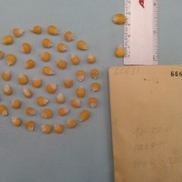 CIMMYTMA 6663 - Reference Inventory.jpg