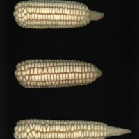 CIMMYTMA 7229 DURA 104 AF21A 0903 17 E2410 _compress.jpg