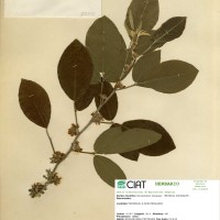 23106 herbarium