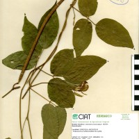 15377 herbarium