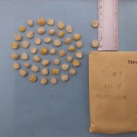 CIMMYTMA 7890 - Reference inventory.jpg