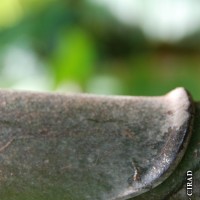 6.4.5 - Peduncle hairiness