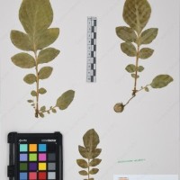 CIP 761264_OCH 11698_04.jpg