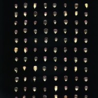 CIMMYTMA 16493 OAXA 83 BA21U-2903-169 K_compress.jpg