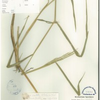 IRGC 101330 Herbarium