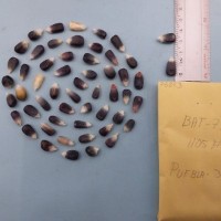 CIMMYTMA 7588 - Reference inventory.jpg