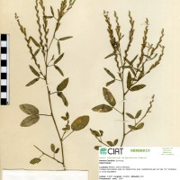 9617 herbarium