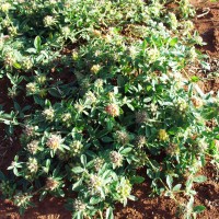 Crotalaria ononoides 10012.JPG