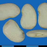 G25459 seed.jpg