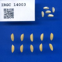 IRGC 14003 Seed Photo